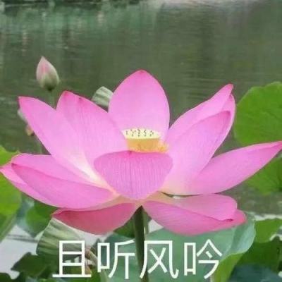 奥拉星九游版下载